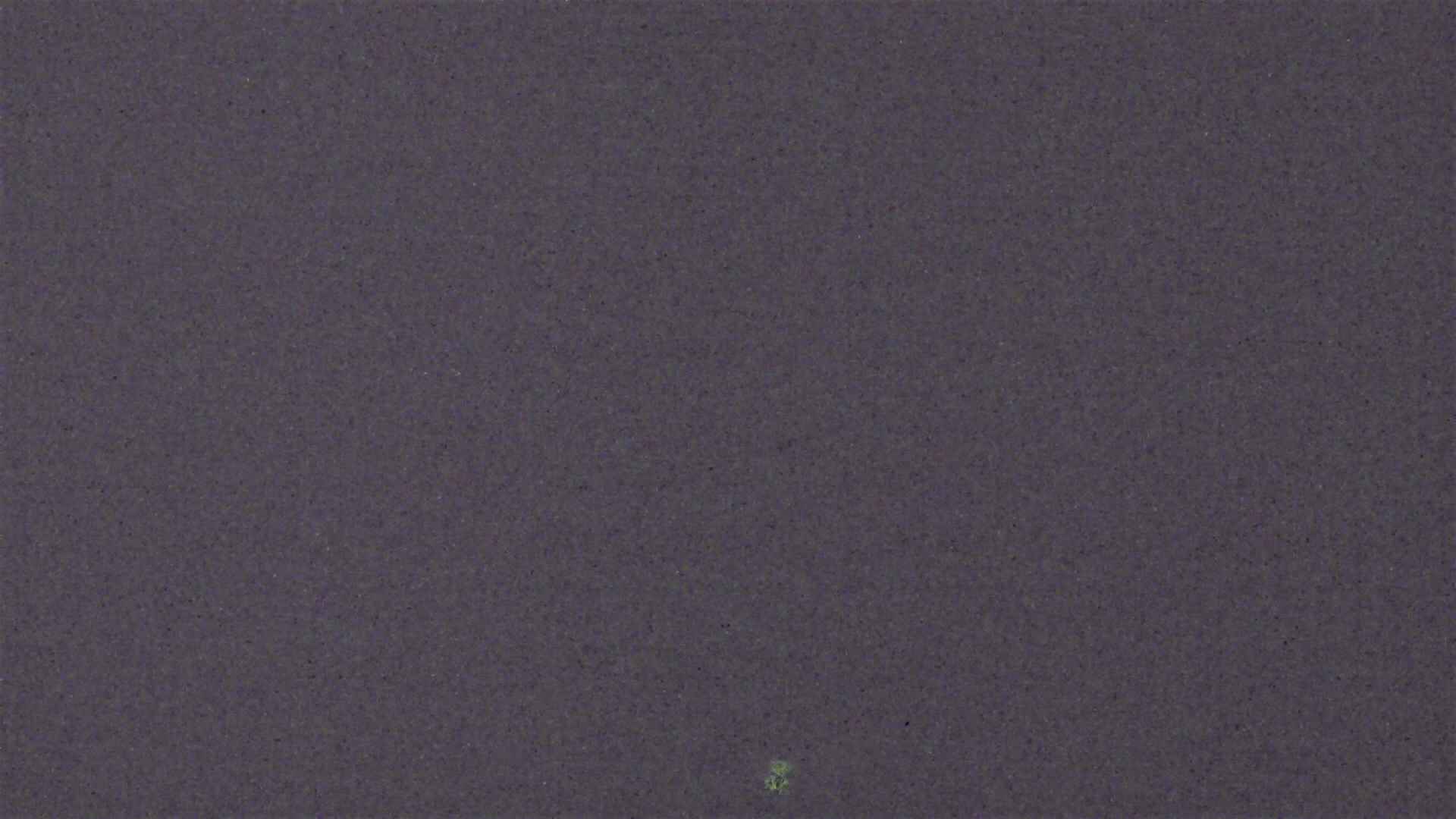 Cradle Mountain Dove Lake Carpark snow cam captured at 1 October 2026 at 9:01 pm AEST