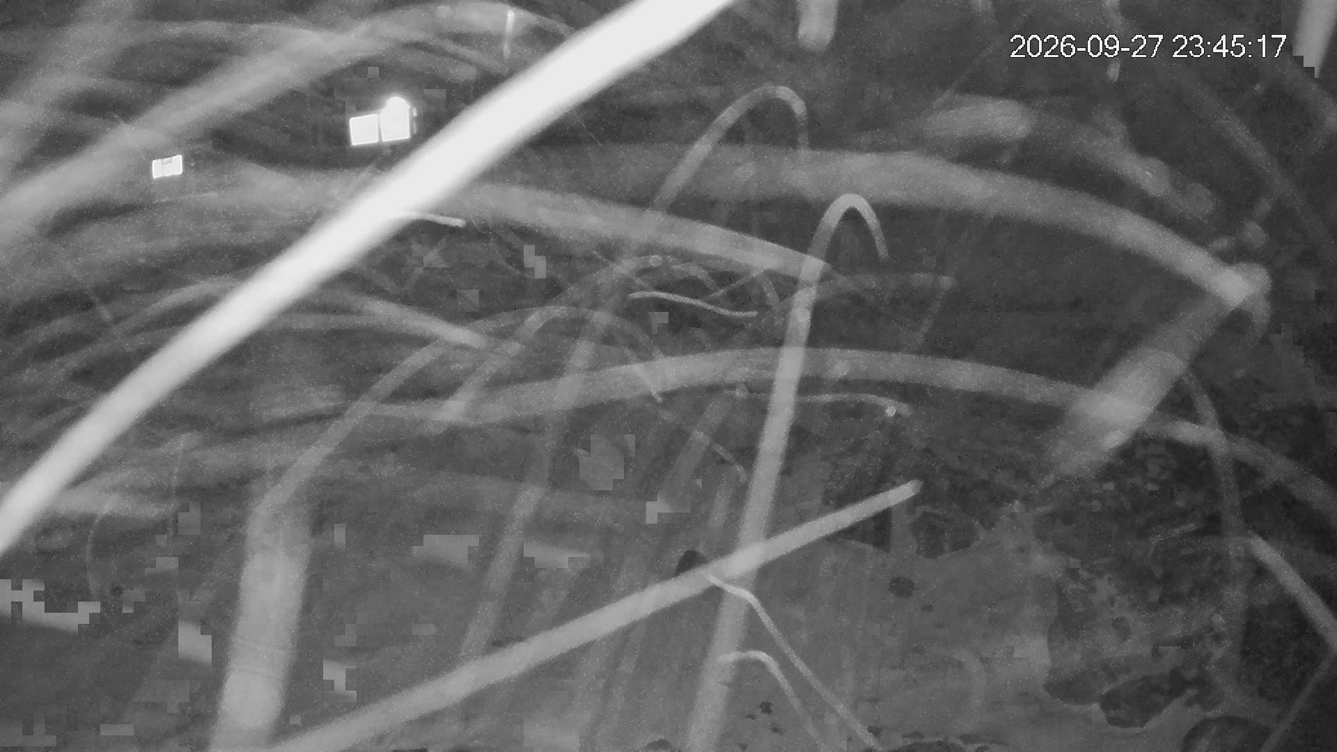 Whakapapa Hut Flat snow cam captured at 27 September 2026 at 11:49 pm NZDT