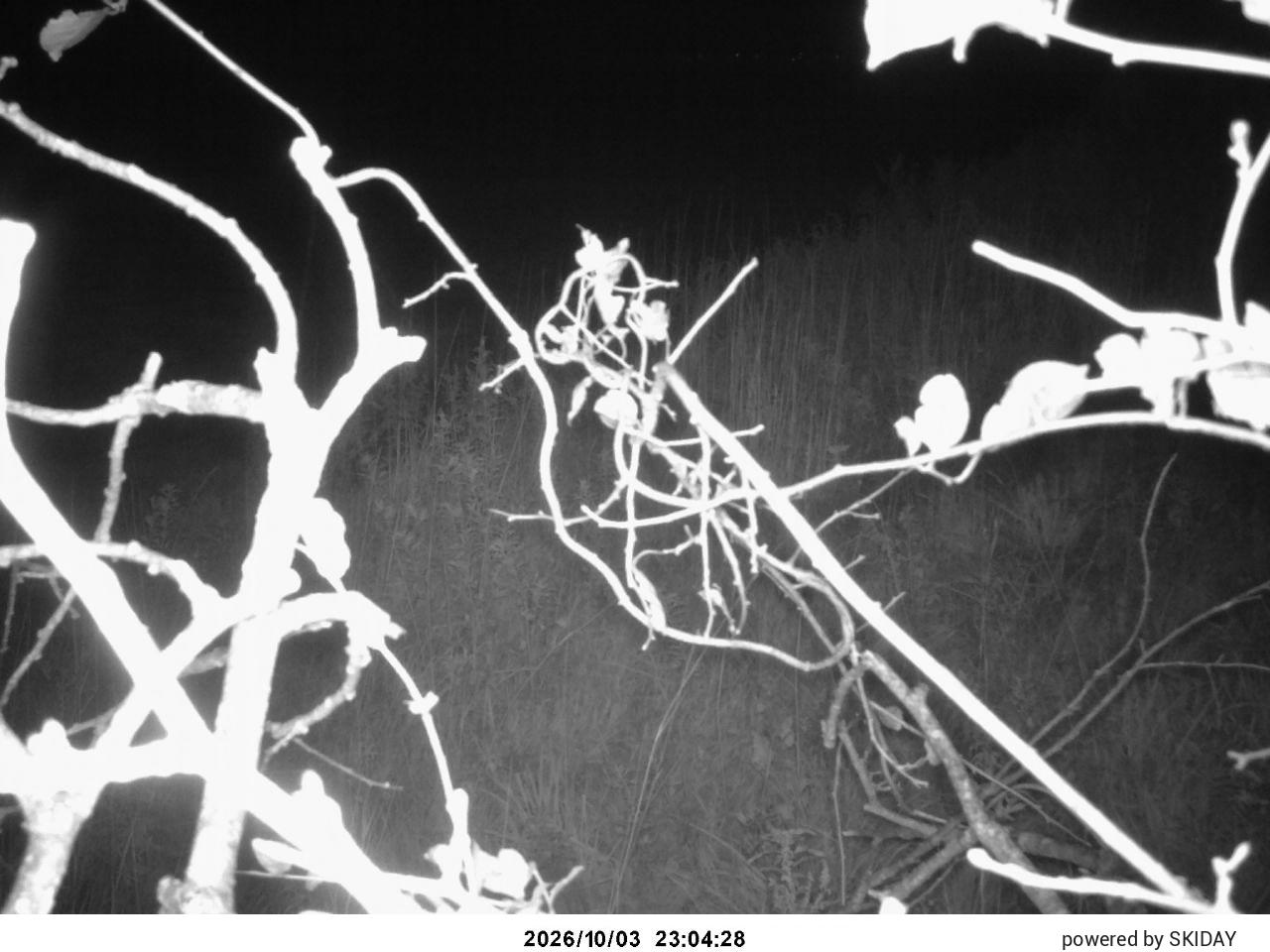 Ninox Cam 1 snow cam captured at 3 October 2026 at 11:44 pm GMT+9