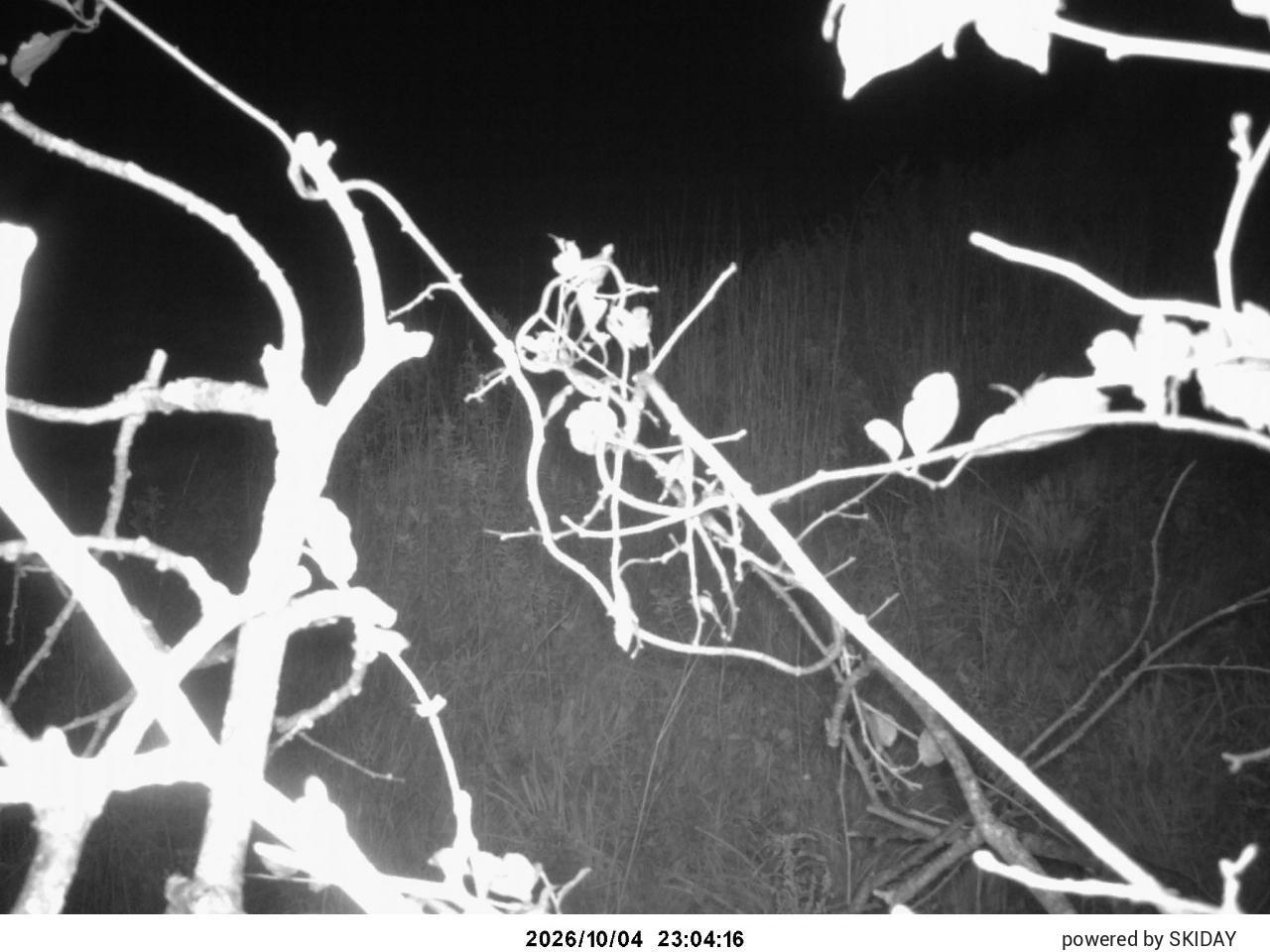 Ninox Cam 1 snow cam captured at 4 October 2026 at 11:14 pm GMT+9