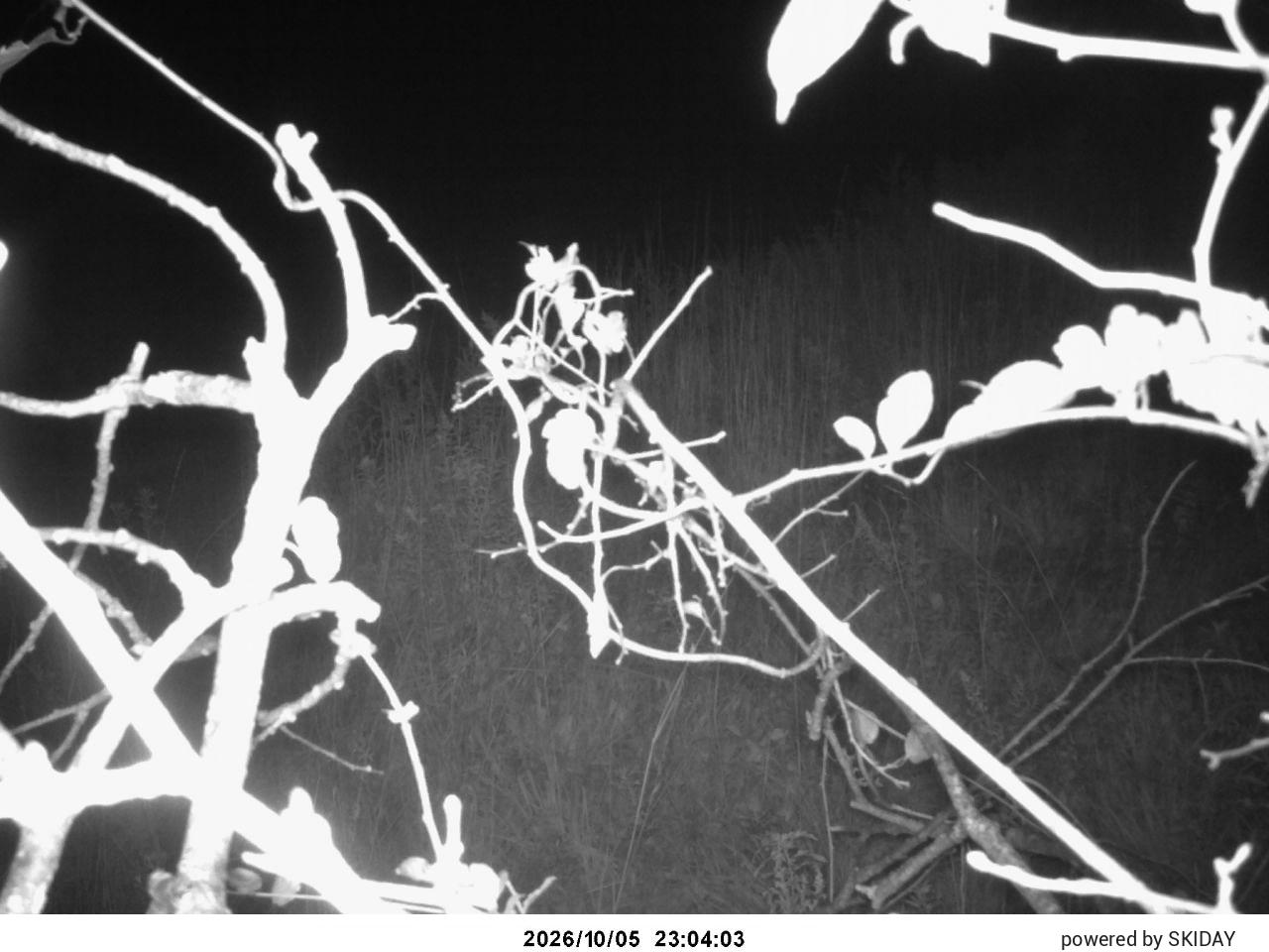 Ninox Cam 1 snow cam captured at 5 October 2026 at 11:42 pm GMT+9