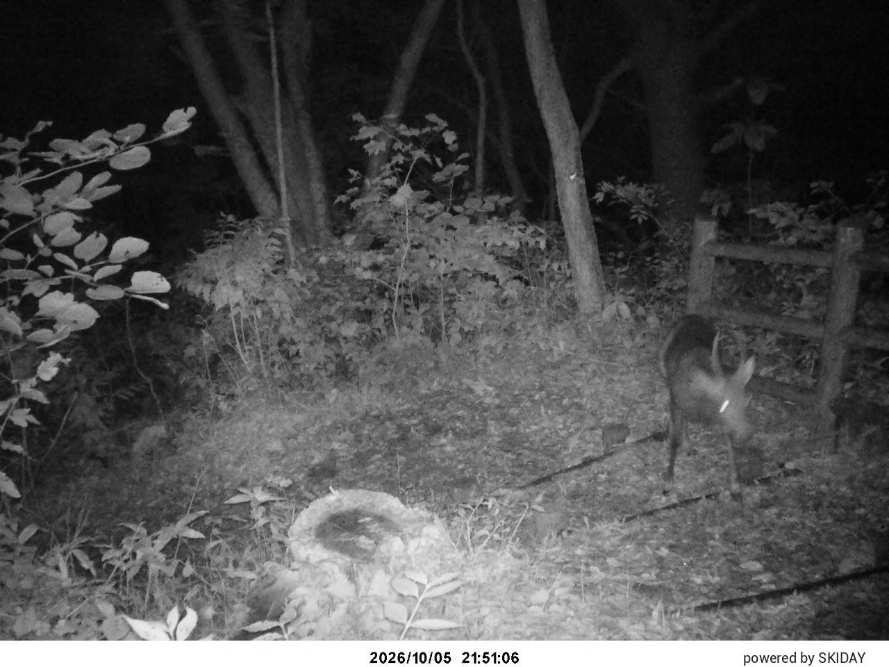 Togakushi Quad 6 snow cam captured at 5 October 2026 at 10:52 pm GMT+9