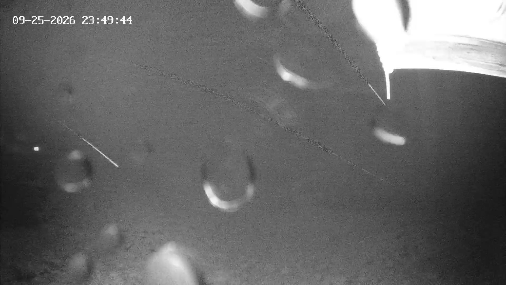 Revelstoke Top of the Stoke snow cam captured at 25 September 2026 at 11:54 pm GMT-7